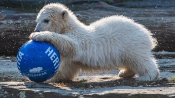 В зоопарке Берлина медвежонка назвали в честь футбольного клуба (видео)
