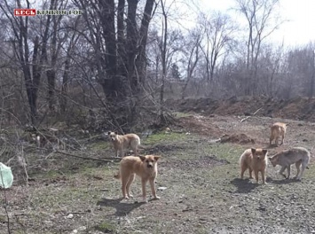 Собачий в приют в Кривом Роге готов принимать деньги не только из бюджета, но и от благотворительных организаций