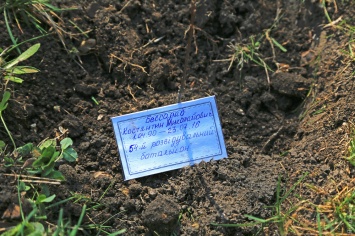 В память о погибших на востоке одесситах в школе № 106 высадили дубовую аллею
