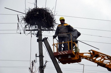 Больше не опасно: энергетики подготовили новые гнезда для аистов