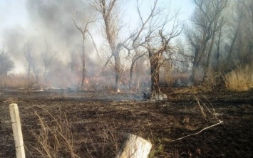 За минувшие сутки спасатели выезжали на тушение пожаров в экосистемах 11 раз