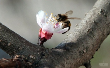 В Баварии требования, изложенные в петиции «Спасите пчел!», станут законом