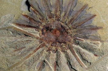 Палеонтологи описали ископаемое чудовище со множеством щупалец во рту