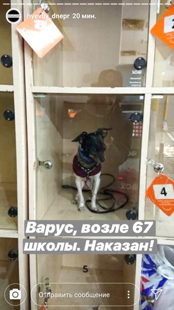 В супермаркете Днепра в ячейке для хранения вещей закрыли собаку