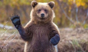 В России медведь откусил женщине руку, когда она хотела его покормить