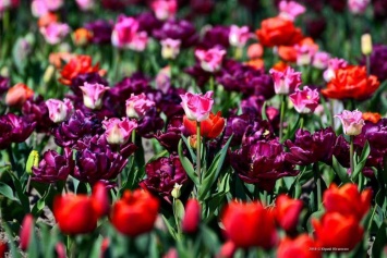Парад тюльпанов в Никитском ботсаду открывается 10 апреля