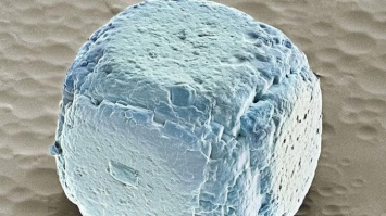 Еда под микроскопом: поразительные макро-снимки