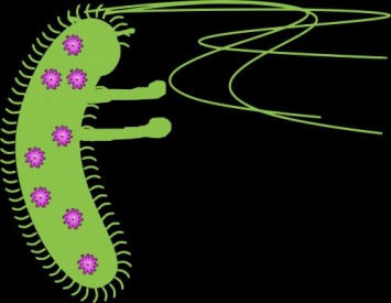Идеальная пара: Ученые рассказали, как бактерии снабжают безротого червя пищей
