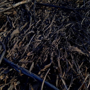 Гибель животных и растений: под Днепром снова сжигают экосистему (Фото)