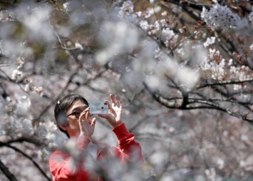 Сезон цветения сакур в Японии: страна получила прибыли на миллиарды долларов. Фото