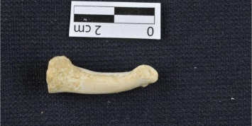 Ученые обнаружили останки вымерших людей нового вида