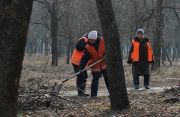 Рубить или не рубить: Павлоград задумался над количеством городских деревьев