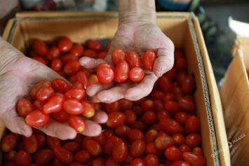 В Одессе выявили почти 20 тонн «больных» помидоров