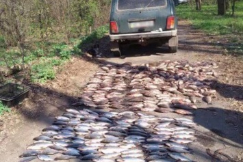 В Кривом Роге изъяли почти 500 штук незаконно выловленной рыбы
