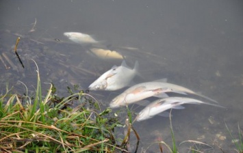 В Житомирской области массово вымерла рыба