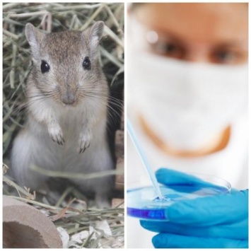 Ученые смогут победить рак поджелудочной железы с помощью мышей