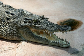 Крокодил заживо съел рабочего, который мыл руки в реке