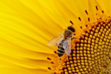 Садоводов просят не убивать пчел