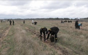 Спасатели Херсонщины приняли участие в акции "Будущее леса в твоих руках"