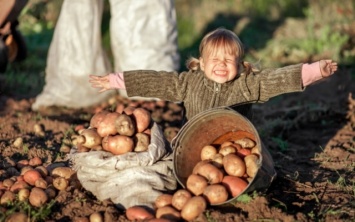 Украинец изобрел новый метод посадки картофеля. Одни хвалят, другие смеются
