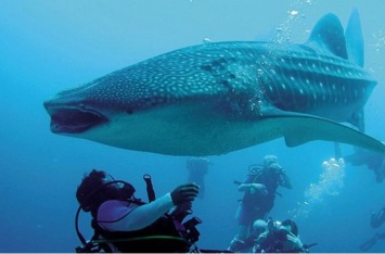 Огромная китовая акула схватила дайвера за ногу, но не для того, чтобы съесть. ВИДЕО