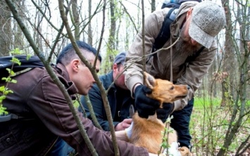 На Днепропетровщине активисты спасли дворняге жизнь