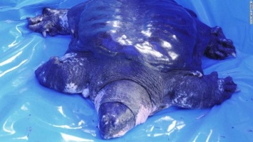В Китае умерла 90-летняя последняя самка самой редкой черепахи в мире
