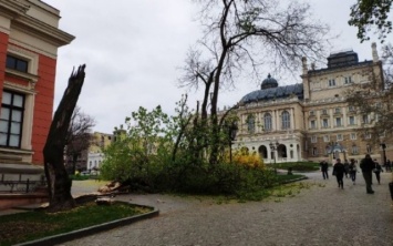 Неподалеку от Одесского горсовета рухнуло дерево (ФОТО)