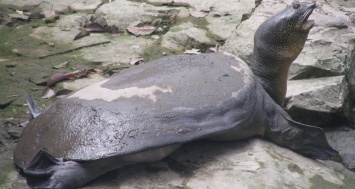 После попытки искусственного оплодотворения умерла последняя на Земле самка гигантской пресноводной черепахи
