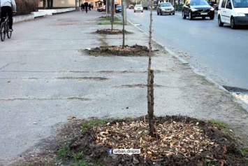 На улицах Днепра начали высаживать деревья с мульчированием