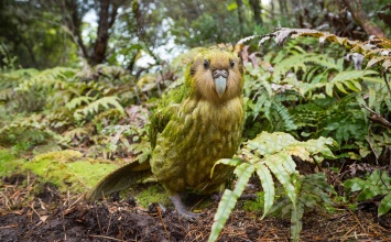 В Новой Зеландии спасают вид самых толстых попугаев в мире