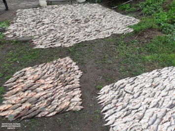 Крупный улов: на Днепропетровщины браконьеры наловили рыбы на 85 тысяч гривен