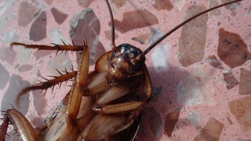 Звезда "Дома-2" перекусила тараканом на глазах у публики