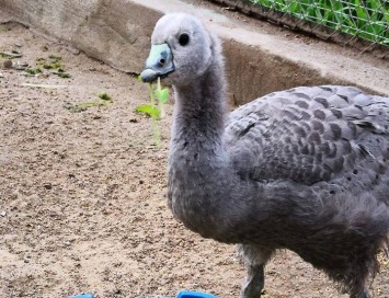 В Николаевском зоопарке впервые размножились куриные гуси