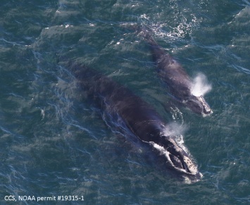 Ученые заметили пополнение у северных гладких китов