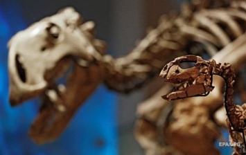 Останки детеныша тиранозавра продали через eBay