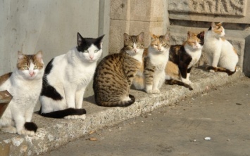 В Запорожье бездомные коты стали частью экосистемы