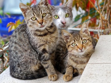 Теперь гонять запрещено: бездомных котов Запорожья признали частью экосистемы города