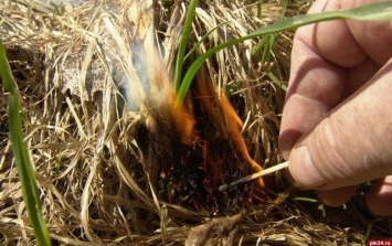 За сжигание сухой растительности на Сумщине повысят штрафы
