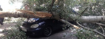Горсовет Днепра может выплатить сотни тысяч гривен за поврежденные деревьями и выбоинами автомобили