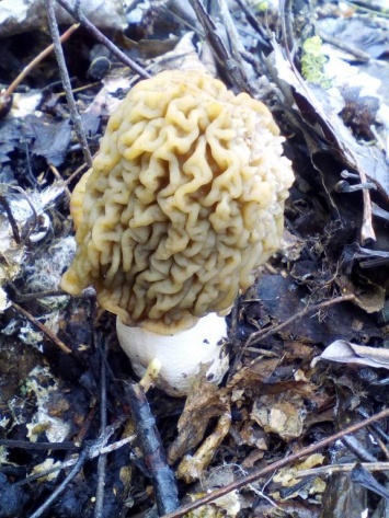 На Полтавщине нашли необычные грибы, похожие на человеческий мозг (фото)