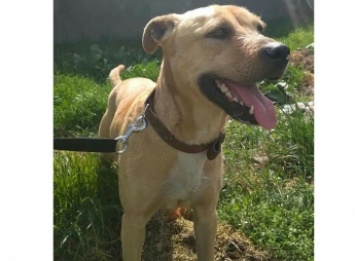В Мелитополе ищут хозяина для собаки, пострадавшей от жестокого хозяина (фото)