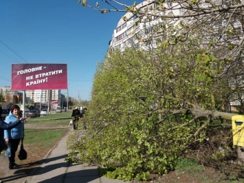Варварское уничтожение здоровых деревьев в Херсоне