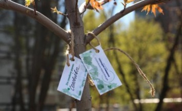 В Днепре появился первый в городе кленовый сад на ул. Гладкова: жители 12-квартала поделились впечатлениями (ФОТО)