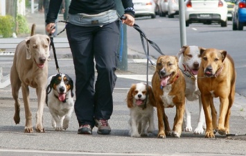 Ученые рассказали о пользе домашних животных: как собаки влияют на здоровье людей