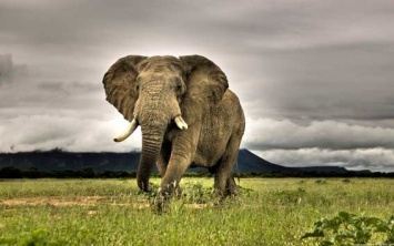 В Индии слон насмерть затоптал пять человек за одну ночь