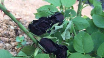 В Турции зацвела черная роза (фото)