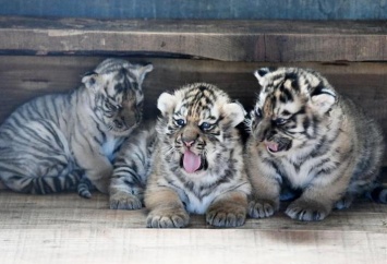 В китайском питомнике показали 20 уссурийских тигрят