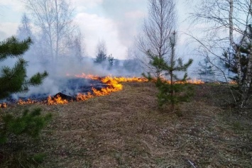 Под Черниговом спасатели с вертолетами и самолетами тушили масштабный лесной пожар