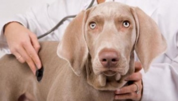 В Дании создали противораковую вакцину для собак